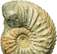 /images/artefacts/AMMONITE_NEW_000-000-521-748-R-1.png